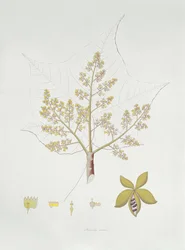 Sterculia Urens
